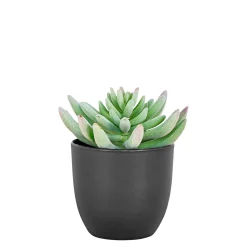 Boliginteriør BOLIGINTERIØR SUKULENT KUNSTIG PLANTE 14 CM
