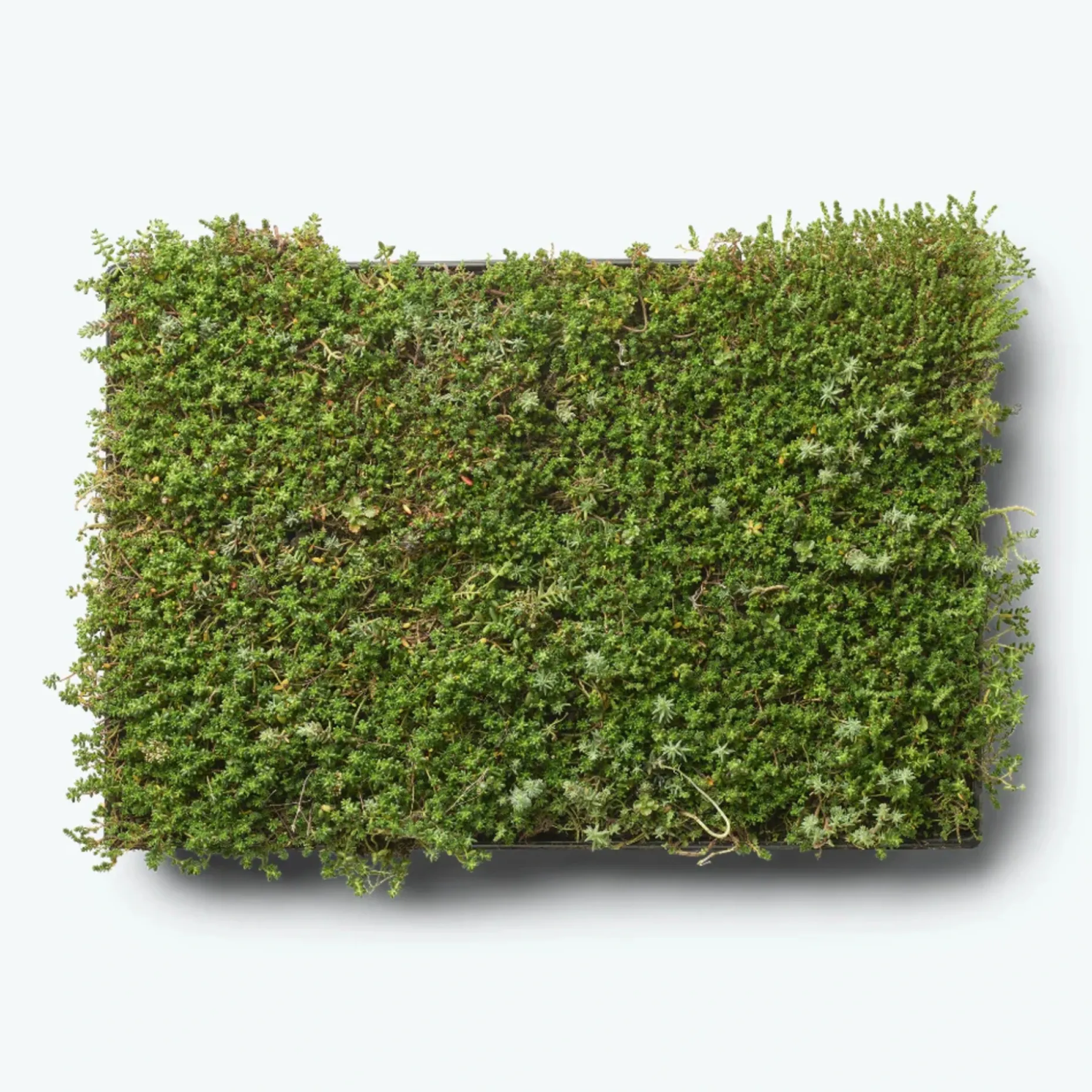 GROWTEK SEDUMBAKKE