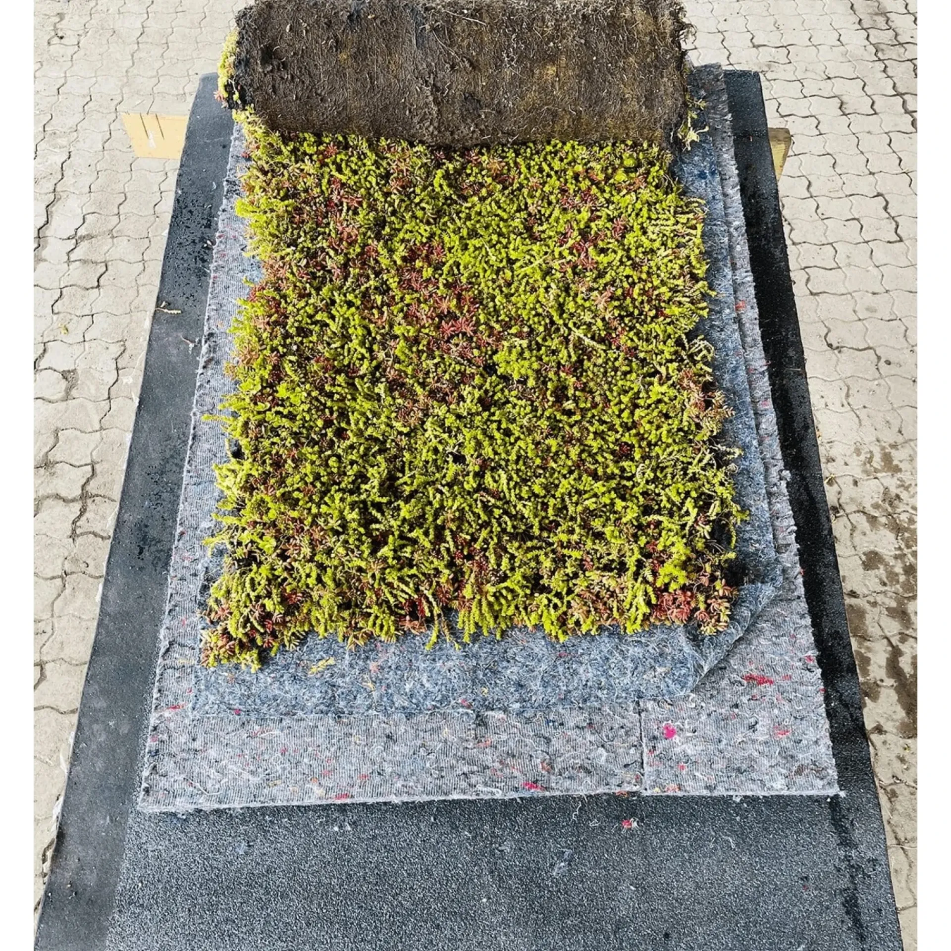 GrowTek SEDUMMAX SEDUMMÅTTE